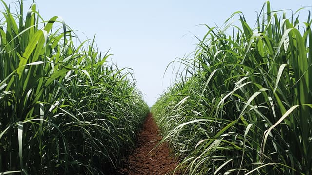 Bagazo de caña utilizado como biocombustible renovable