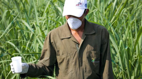 Control biológico de plagas en el cultivo
