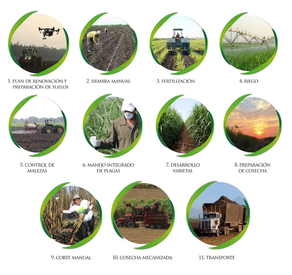 Proceso agrícola de Ingenio La Unión